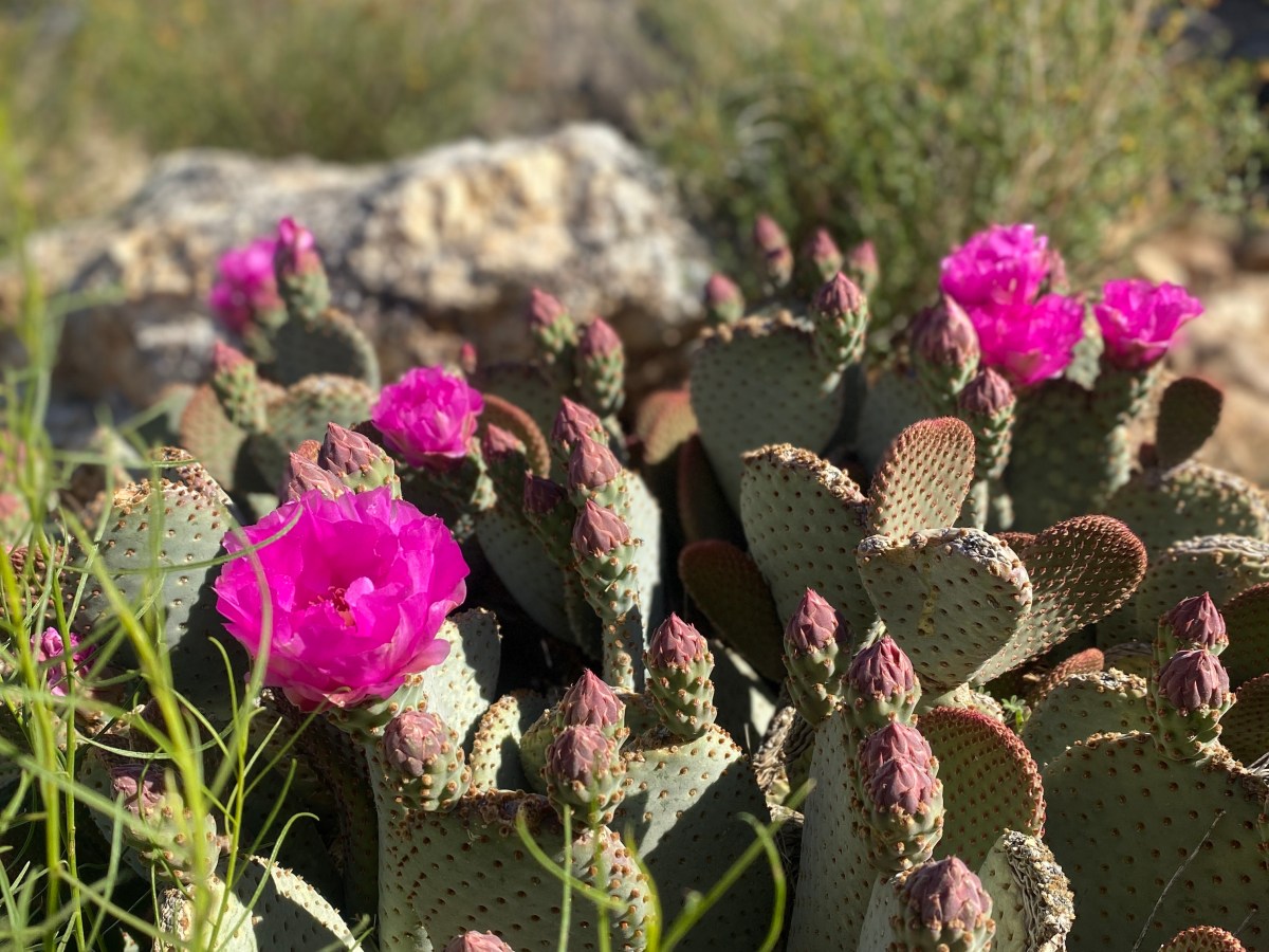 De woestijn in&nbsp;bloei