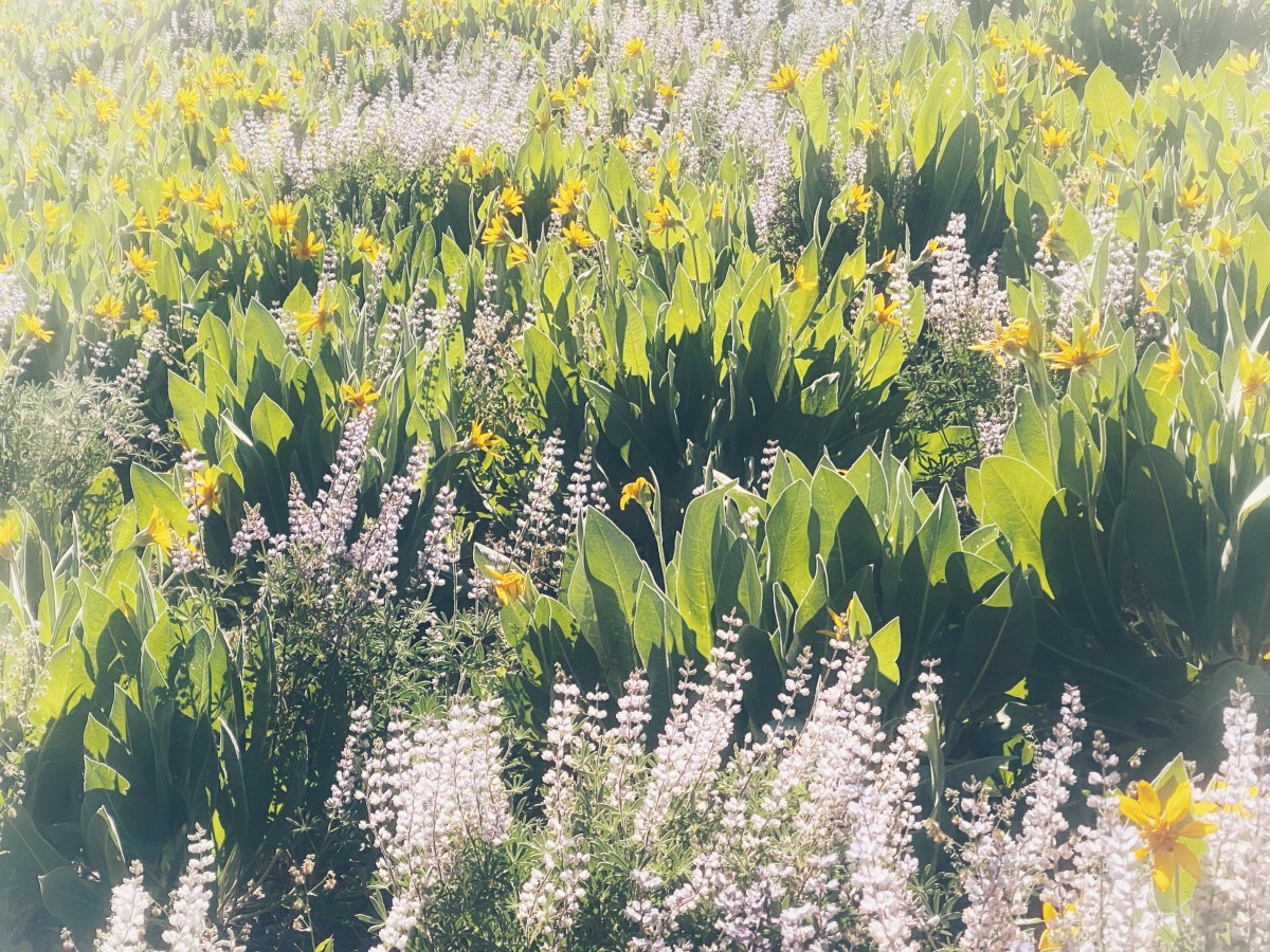 Korte sectie naar Siërra&nbsp;City