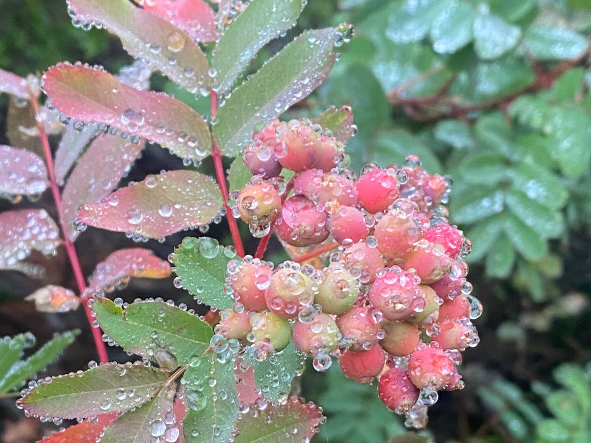 Herfst in Washington